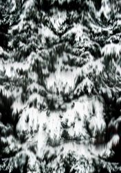 Untitled Series